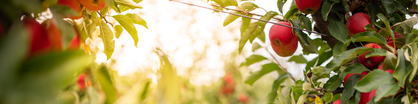 Apples in an orchard at dawn