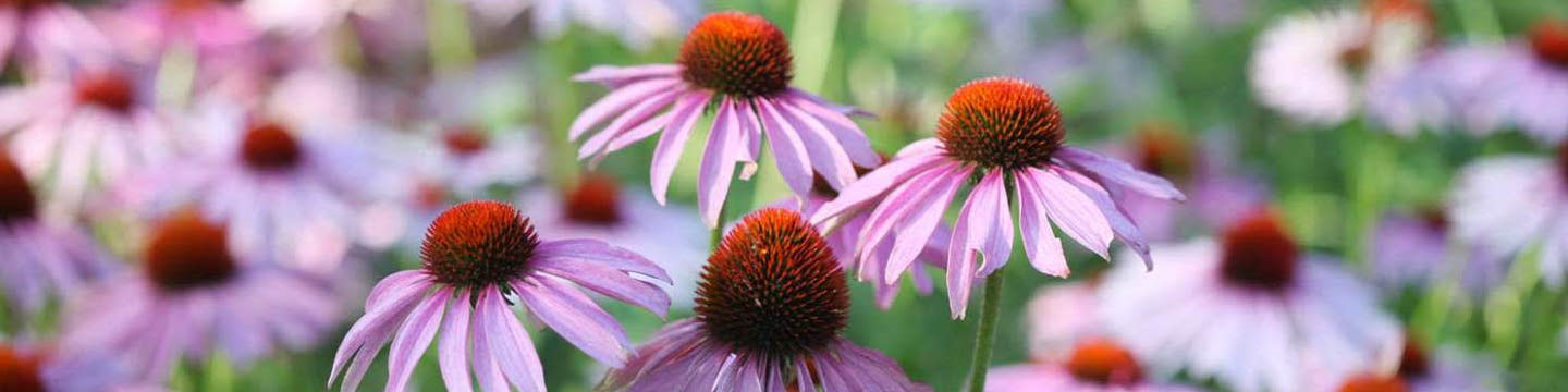 Echinacea purple cone flowers in a field