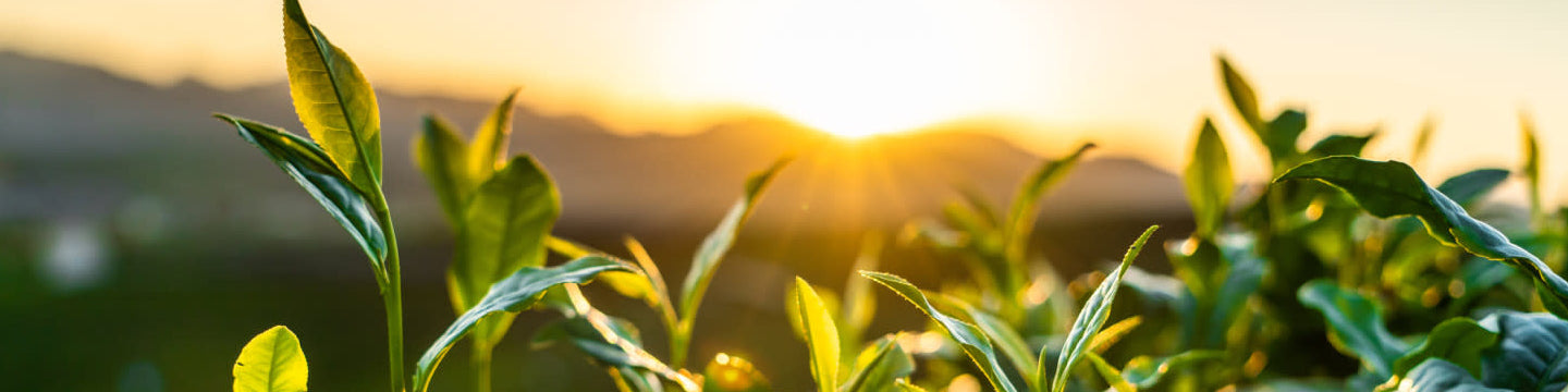 Sunrise on a field of green herbs